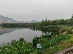 -飞来湖湿地公园