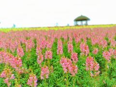 -径山花海