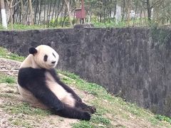 -都江堰中华大熊猫苑