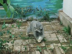 -青藏高原野生动物园