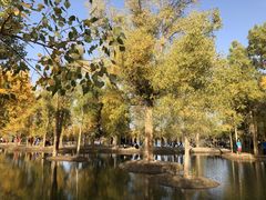 -金塔沙漠胡杨林景区
