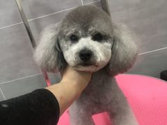 -宠福鑫康馨动物医院·骨科·眼科