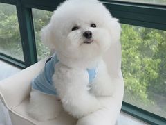 -萌宠之家·腊肠犬·马尔泰·小体犬舍