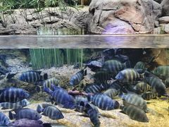 -上海海洋水族馆
