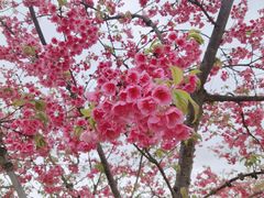 -绵阳盛世樱花悠乐谷