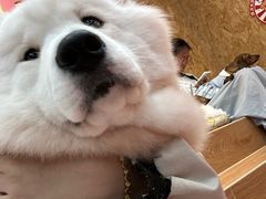 -和它·交个朋友·狗咖猫咖(爱琴海店)
