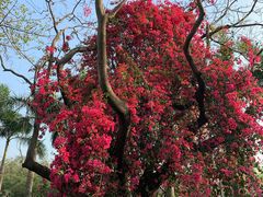 -星巴克(深圳侨城街店)