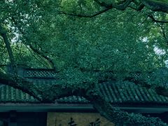 -灵隐飞来峰景区