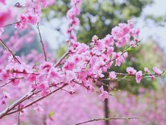 -秀丽东方
