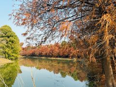 -上海海湾国家森林公园