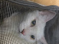 -瑞派康怡24h宠物医院·犬猫医疗中心·微创绝育(瑞景分院)