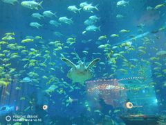 -亚特兰蒂斯•OSSIANO奥西亚诺海底餐厅