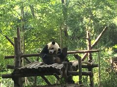 景点-成都大熊猫繁育研究基地