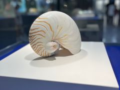 -贝壳王国博物馆