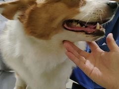 -辛巴宠物医疗中心·骨科·内分泌专科·心肾专科(亭林公园店)