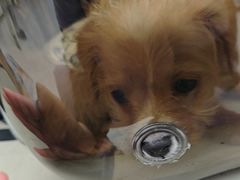 -瑞派康怡24h宠物医院·犬猫医疗中心·微创绝育(瑞景分院)