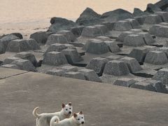 -野狸岛