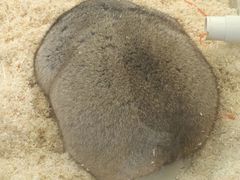 -怪兽屋·羊驼·猫咖·狗咖(俊华广场店)