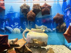 -芜湖新华联大白鲸海洋公园