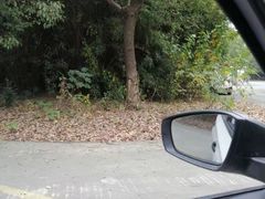 -胜华驾校·小猫学车(银都店)