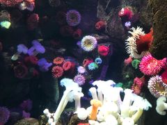 -瑞普利水族馆