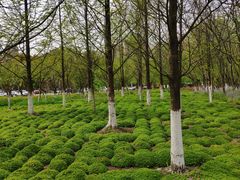 -白塘生态植物园