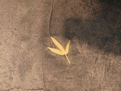 -竹子咖啡bamboo coffee