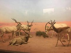-美国自然历史博物馆