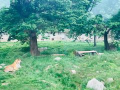 -西安秦岭野生动物园