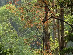 -火炉山森林公园