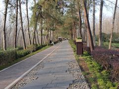 -合肥滨湖国家森林公园