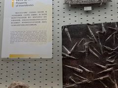 -浙江自然博物院(杭州馆)