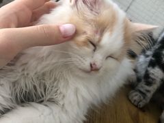 -平行世界·猫咖(首经贸店)