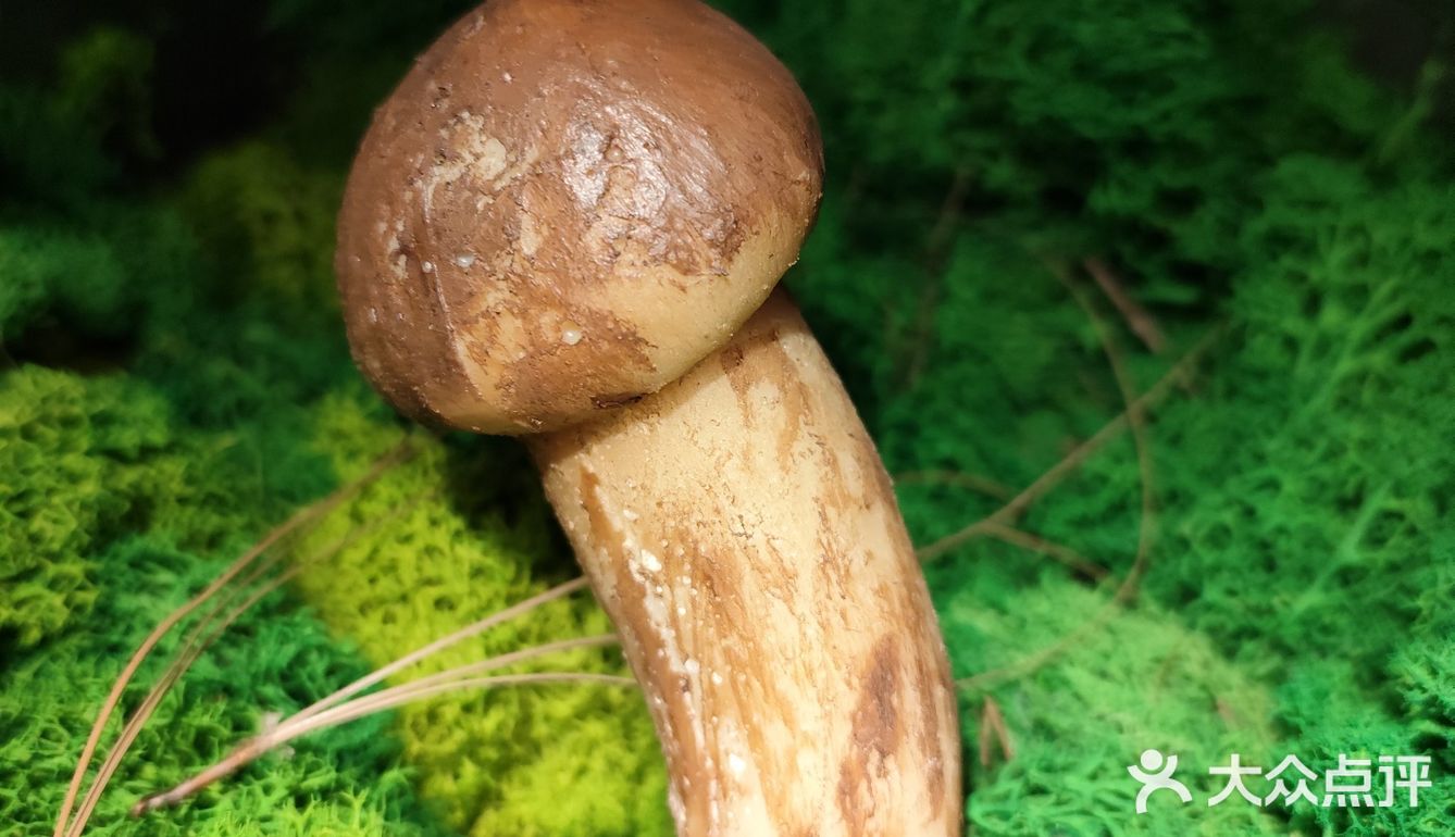 鲜味就直冲天灵盖，味道绝了！商家寄来的菌子做汤超棒