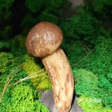 鲜味就直冲天灵盖，味道绝了！商家寄来的菌子做汤超棒