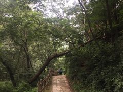 -大岭沟猕猴桃谷风景区