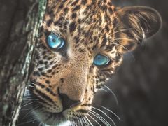 -罗红摄影艺术馆