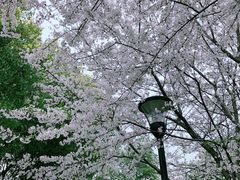 -羊山湖公园