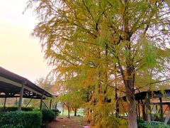 -上海海湾国家森林公园