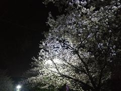 -武汉大学-樱园