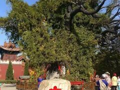 -大槐树寻根祭祖园