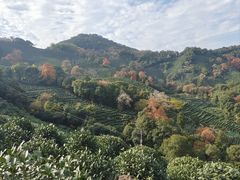 -野蔓果·山野菜(西湖景区·龙井茶田店)