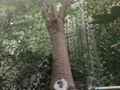-呀路古热带植物园