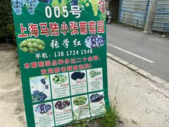 -马陆小张葡萄园农家乐
