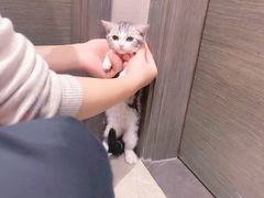 -李小姐の猫咖啡馆(五角场店)