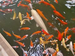 -南宫五洲植物乐园