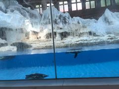 龙虾粥-帝企鹅自助餐厅•儿童岛•真企鹅(长隆企鹅酒店)