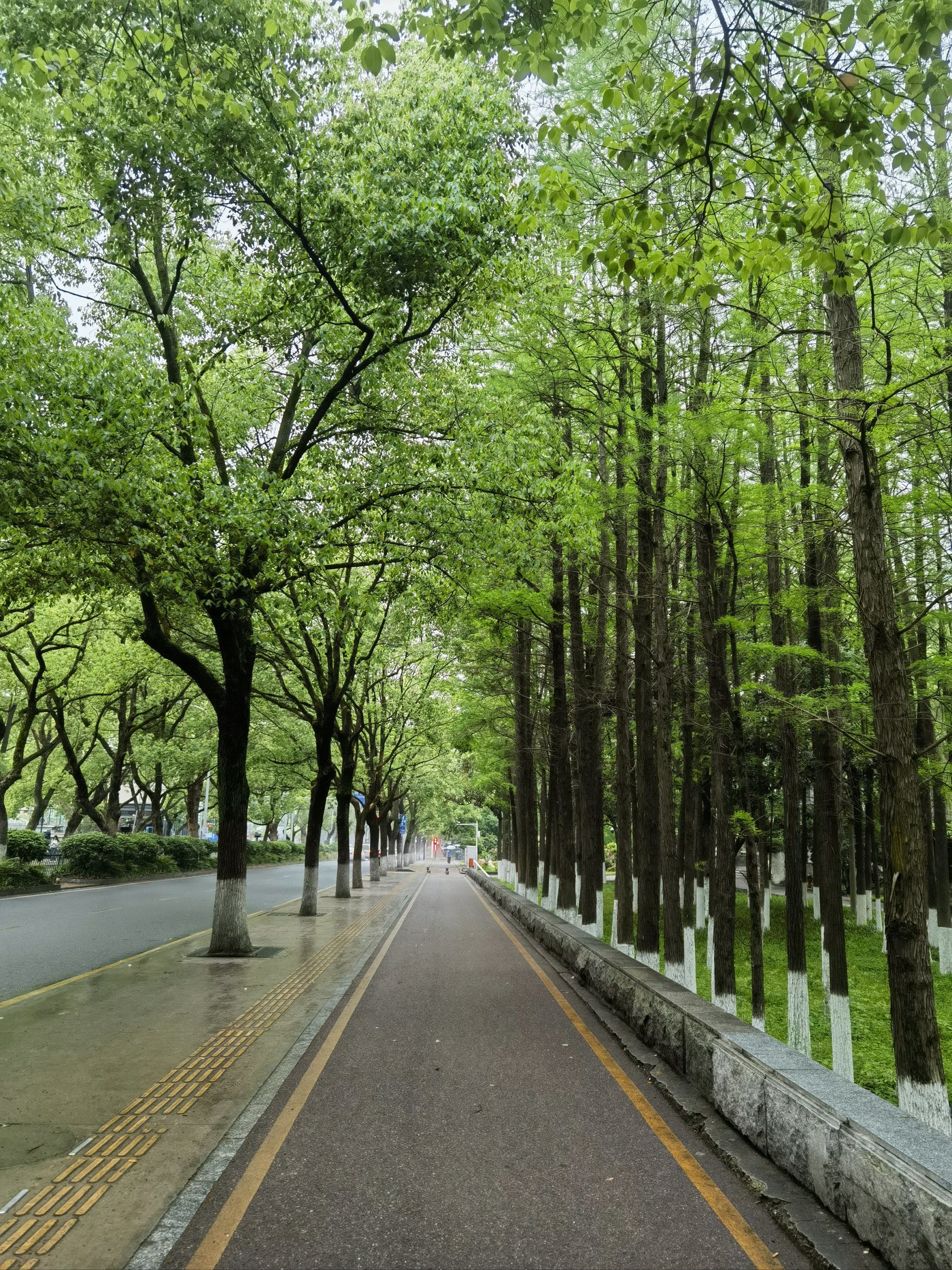 街旁小树林