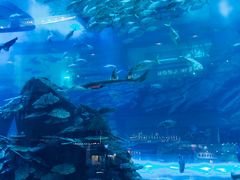 -迪拜水族馆及水下动物园