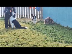 -趣玩宠物乐园寄养训犬训狗游泳池